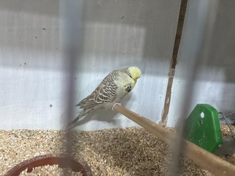 Sezona hazır damızlık show jumbo kuşlar