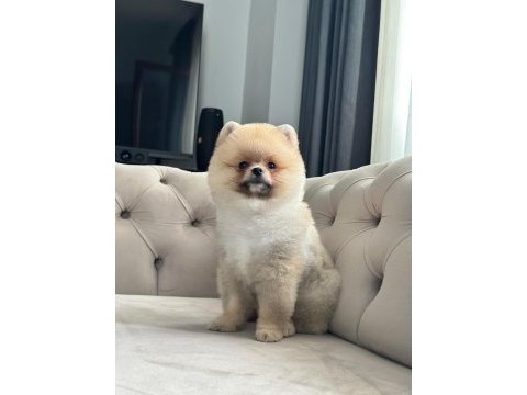 Erkek 3 aylık pomeranian boo