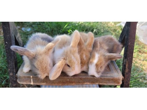 Hollanda teddy lop tavşanlar sizi bekliyor