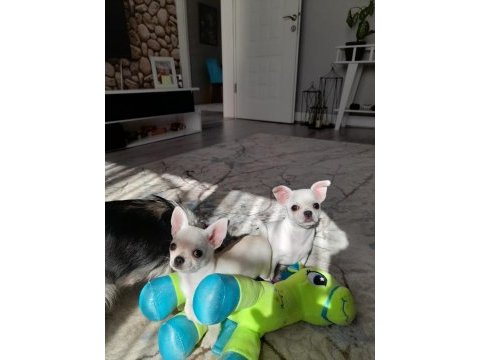 Irk garantili chihuahua yavrular