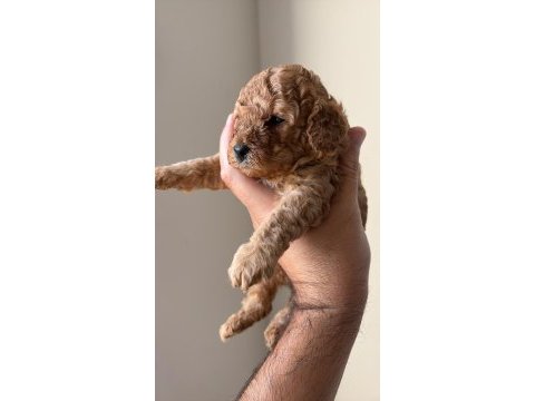 25 günlük minik poodle kızlarım