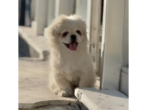 Eğitimli pekinez köpeği