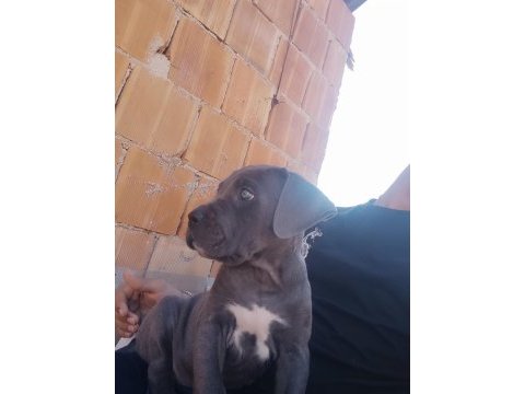 Cane corso blue 2 aylık renkli göz erkek
