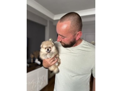 Pomeranian ayıcıklar