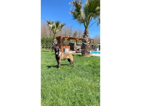 Full eğitimli belçika malinois yavru