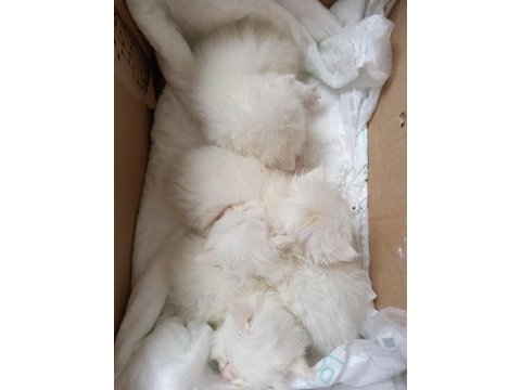 British shorthair rezerve