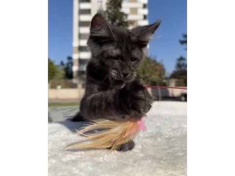 Maine coon erkek black smoke pet şecereli