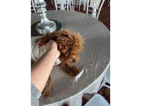 Toy poodle 6 aylık