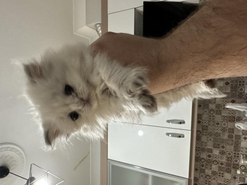 Ankarada eşi benzeri yok british longhair