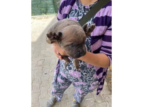 A kalite cane corso yavrular