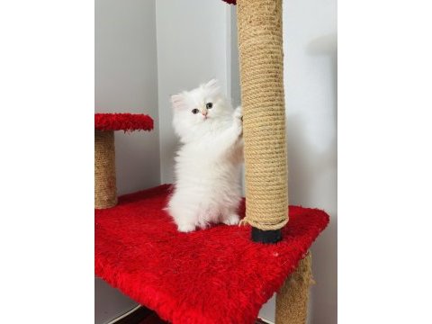 British longhair golden point