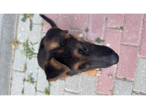 Taksit imkanı alman kurdu 3 aylık
