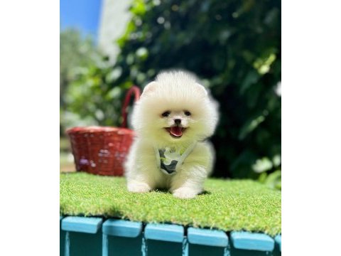 Mersin pomeranian boo yavruları