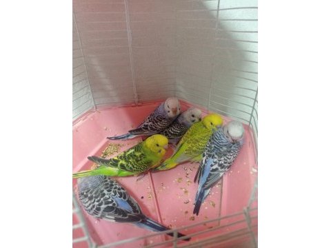 Yavru yem yiyebilen sevimli muhabbet kuşlarımız
