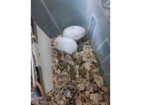 Bebek hamsterler