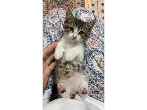 Bebek kedilerimiz yeni yuvalarını arıyor