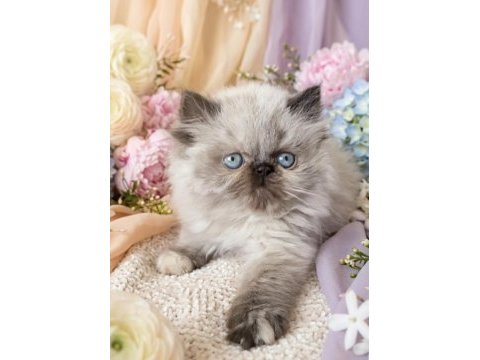 Mini maviş iran kedimiz