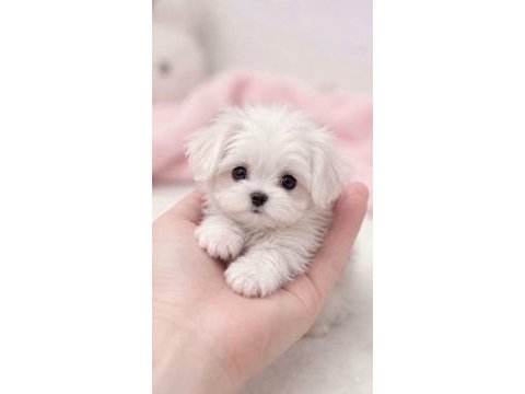 Maltese terrier xs sıfır numara ev doğumlu