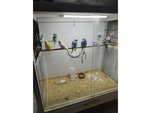 Jumbo muhabbet kuşu çok iyi 1 aylık yavrular