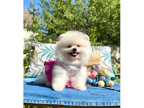 Pomeranian boo teddy bear ayı surat yavrularımız