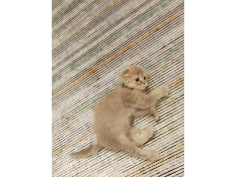 Scottish fold kırık kulak erkek kedimi sahiplendiriyorum