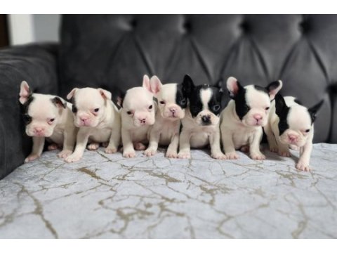 Dünya güzeli a kalite french bulldog yavrular micro boy