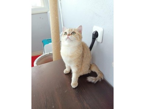 Ücretsiz scottish straight golden tabby dişi