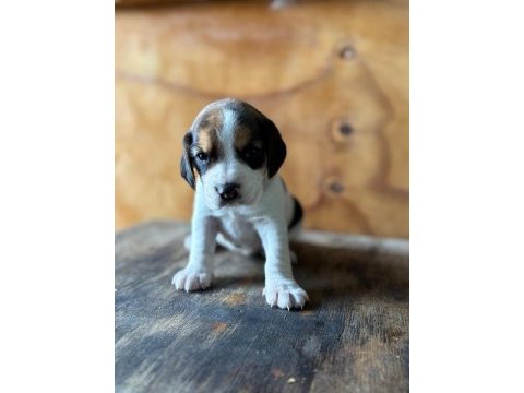Safkan beagle yavrular