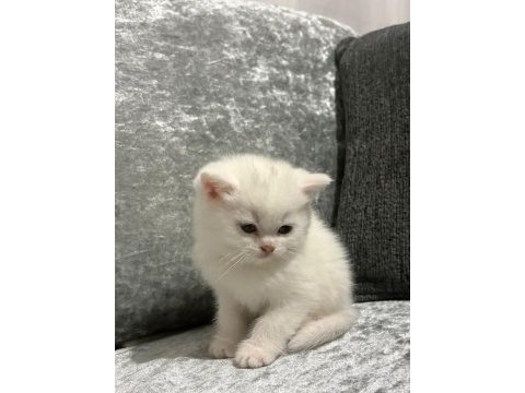 Ayı surat erkek british shorthair