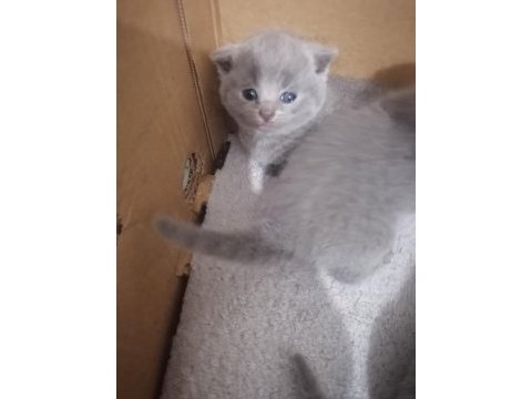 British shorthair