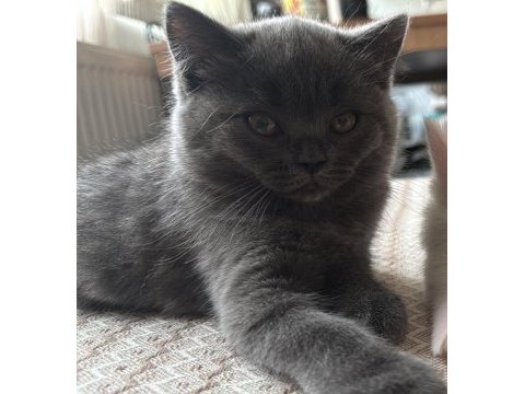 Anne ve baba scottish dişi kedi uyguna verilecek