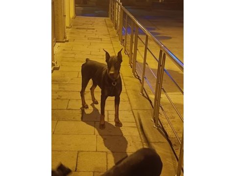 Üst kalite doberman yavruları