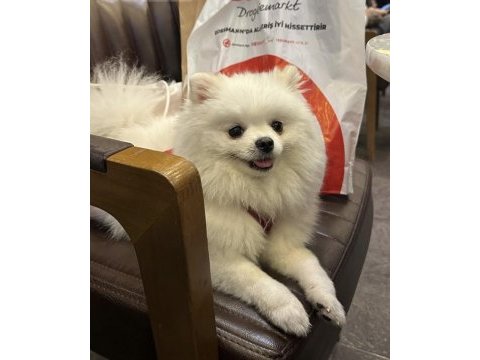 2 yaşında dişi pomeranian