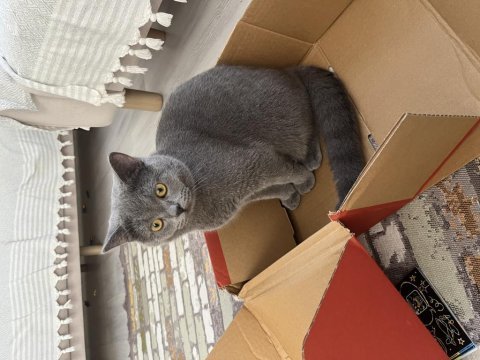 British shorthair çiftleştirme