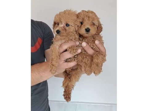 Poodle ayarı maltipoo yavrularımız