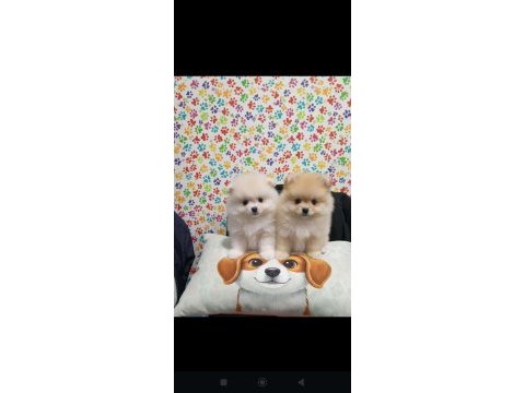 Pomeranian boo yavrular