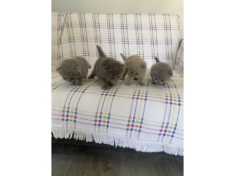 1,5 aylık scottish fold yavrularımız