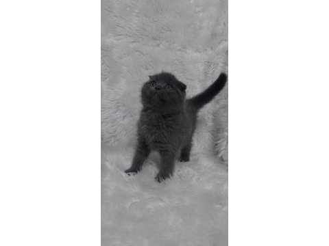 Ayı surat scottish fold yavrular