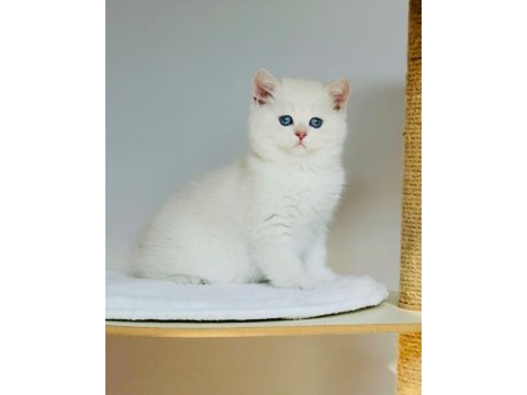 Safkan şecereli anne babadan ay33 kodunda british shorthair