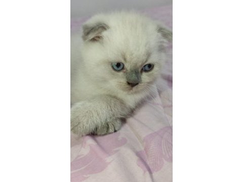 Safkan british shorthair son iki yavrumuz