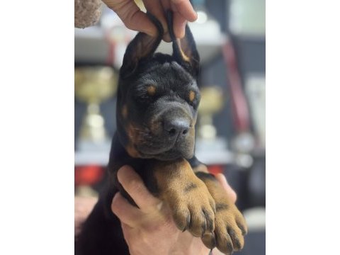 Avrupanın en iri doberman yavruları