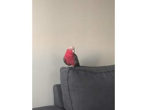 Rose galah kakadu