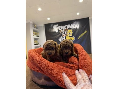 Wc eğitimli toy poodle yavrulr ankara mağzamzda görün