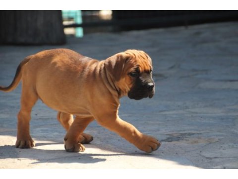 Fcı-kıf secereli safkan cane corso yavrular (fawn)