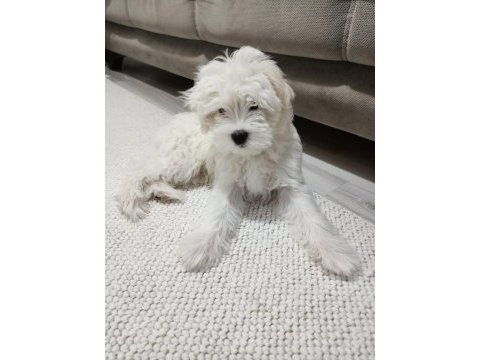 Maltese - malta terrier 3 aylık