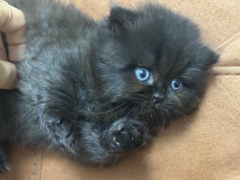 Oyun meraklısı scottish fold minnoşlar