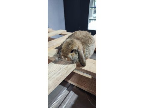 Hollanda mini lop cüce tavşan