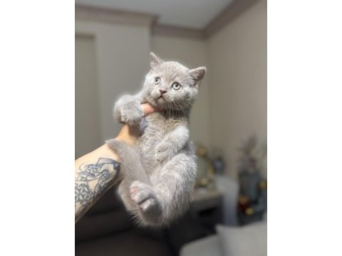 British shorthair lilac rengi
