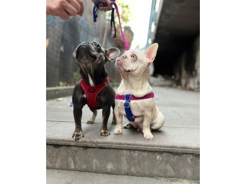 Anatomi harikası lilactan platinum french bulldog