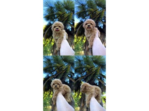 Orjinal mis turkey maltipoo yavrular yeni yuvalarına hazır